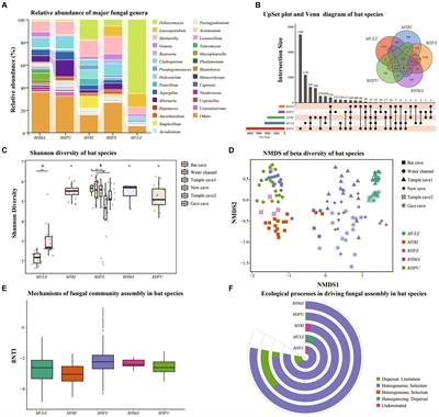 Structure and assembly process of skin fungal communities among bat species in northern China